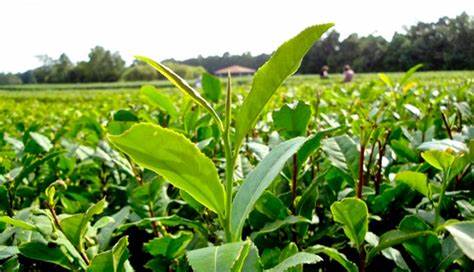 Sri Lanka low grown tea recovery expected in 2019 despite Iran sanctions