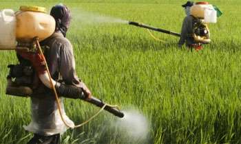 Suspension of licenses issued in respect of certain pesticides